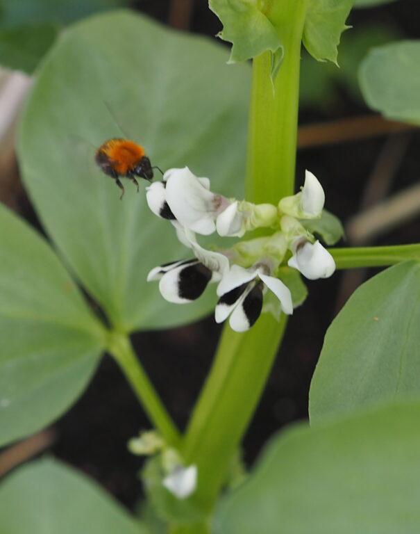Kimalainen on lentänyt härkäpavun kukkaan.